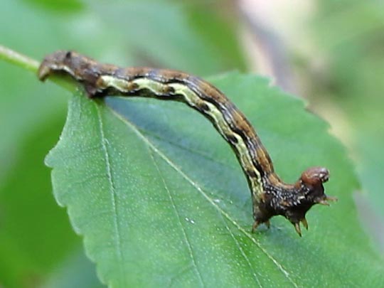 Erannis defoliaria, Großer Frostspanner