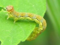 Erannis defoliaria, Großer Frostspanner, Raupe