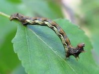 Erannis defoliaria, Großer Frostspanner, Raupe