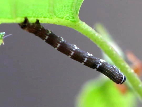 Raupe von Lycia hirtaria, Schwarzfühler-Dickleibspanner