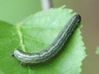 Operophtera fagata, Buchen-Frostspanner, Raupe