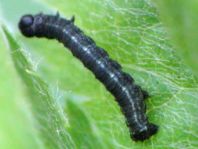 Operophtera fagata, Buchen-Frostspanner, Raupe