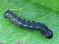 Operophtera fagata, Buchen-Frostspanner, Raupe