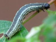 Operophtera fagata, Buchen-Frostspanner, Raupe