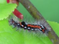 Raupe von Euproctis similis, Schwan