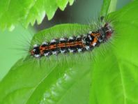 Raupe von Euproctis similis, Schwan