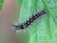 Raupe von Euproctis similis, Schwan