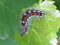 Raupe von Euproctis similis, Schwan