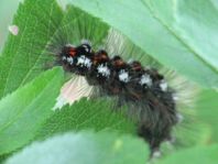 Raupe von Euproctis similis, Schwan