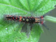 Orgyia antiqua, Kleiner Bürstenspinner