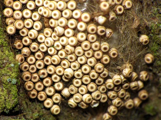 Eier von Orgyia antiqua, Kleiner Bürstenspinner