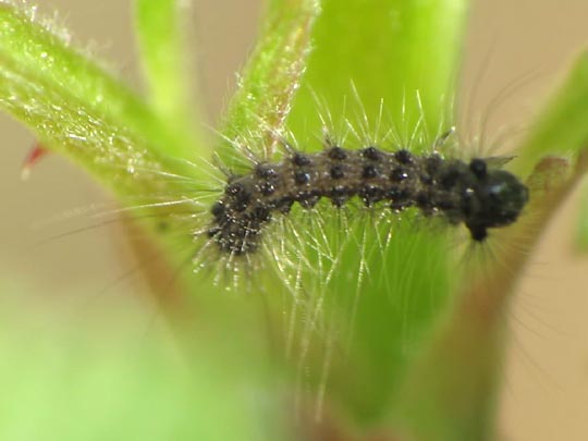 Raupe von Lymantria dispar, Schwammspinner
