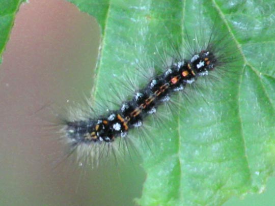 Raupe von Euproctis similis, Schwan