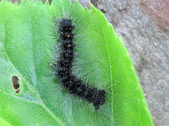 Raupe von Lymantria dispar, Schwammspinner