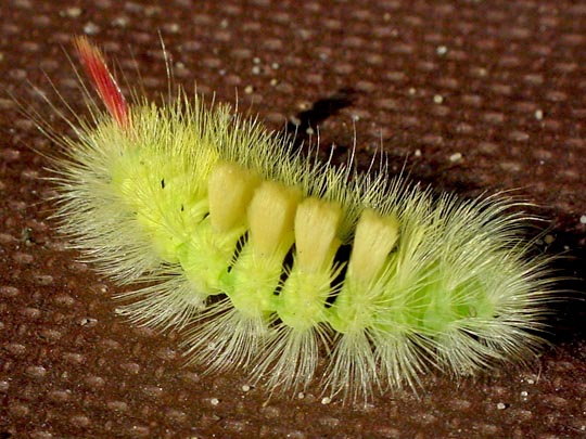Raupe vom Calliteara pudibunda, Buchen-Streckfuß