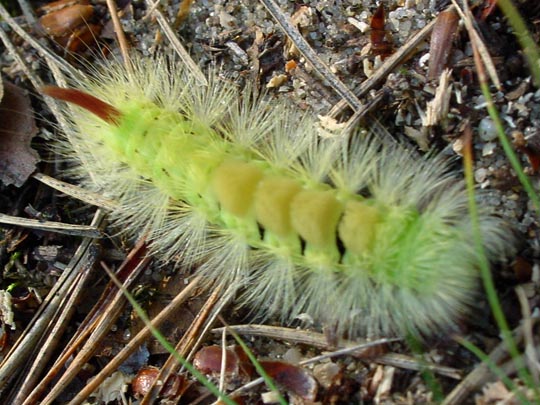 Raupe vom Calliteara pudibunda, Buchen-Streckfuß