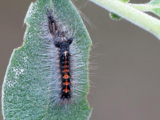 Raupe von Lymantria dispar, Schwammspinner