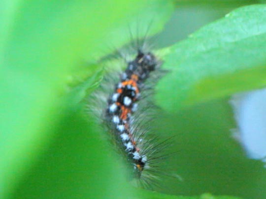 Raupe von Euproctis similis, Schwan