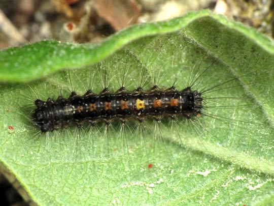 Raupe von Lymantria dispar, Schwammspinner