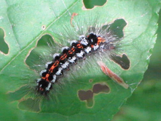 Raupe von Euproctis similis, Schwan
