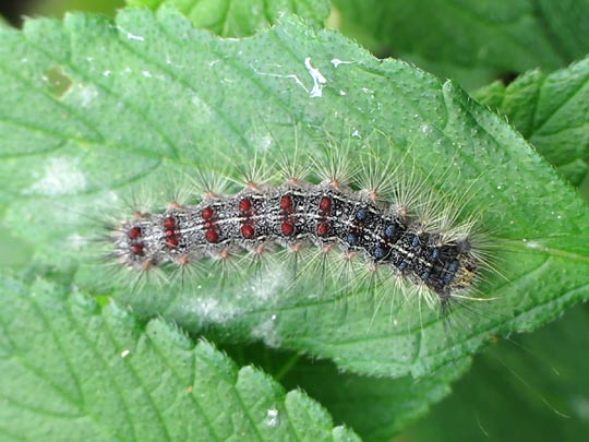 Raupe von Lymantria dispar, Schwammspinner