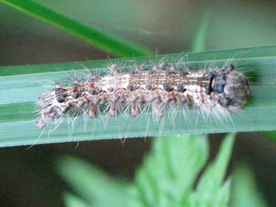 Raupe von Lymantria monacha, Nonne