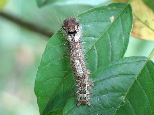 Raupe von Lymantria monacha, Nonne