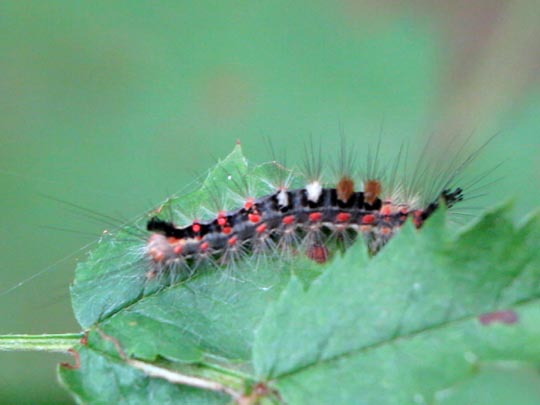 Orgyia antiqua, Kleiner Bürstenspinner