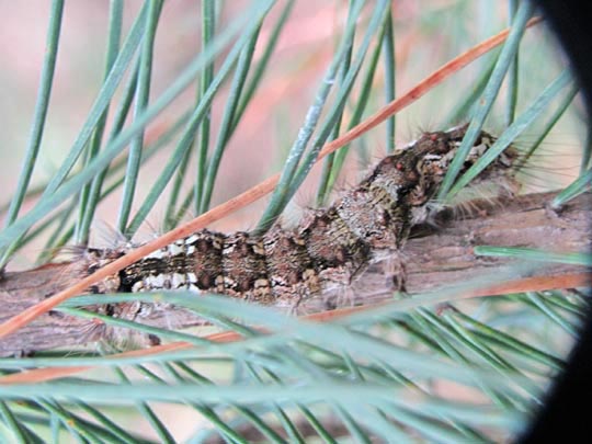 Raupe von Lymantria monacha, Nonne