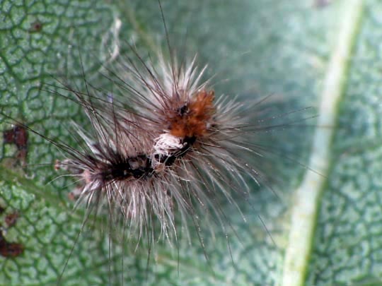 Orgyia sp.