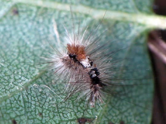 Orgyia sp.