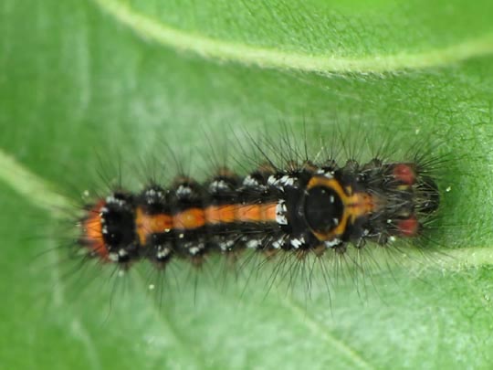Raupe von Euproctis similis, Schwan