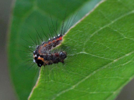 Raupe von Euproctis similis, Schwan