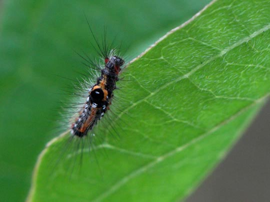 Raupe von Euproctis similis, Schwan