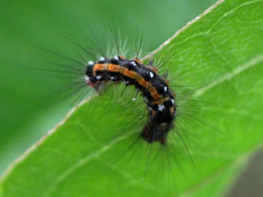 Raupe von Euproctis similis, Schwan