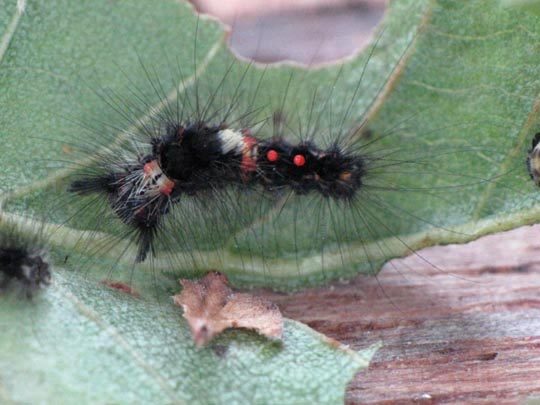 Raupe vom Orgyia antiqua, Kleiner Bürstenspinner