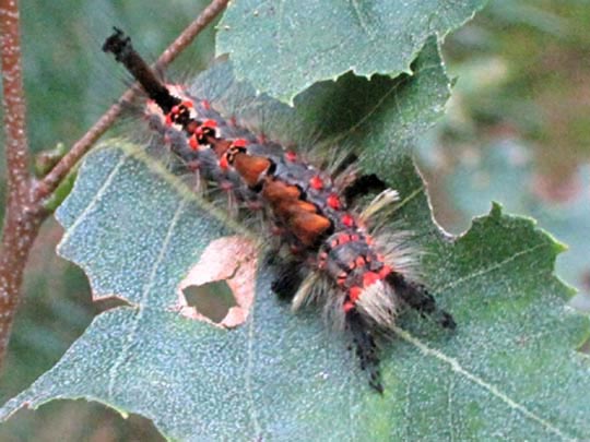 Raupe vom Orgyia antiqua, Kleiner Bürstenspinner