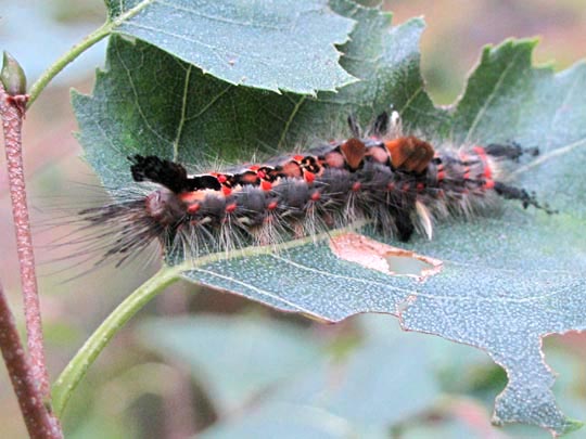 Raupe vom Orgyia antiqua, Kleiner Bürstenspinner