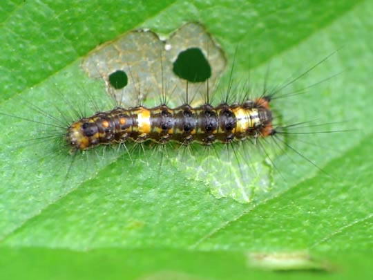Orgyia antiqua, Kleiner Bürstenspinner