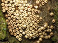 Eier von Orgyia antiqua, Kleiner Bürstenspinner