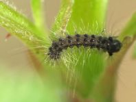 Raupe vom Schwammspinner, Lymantria dispar