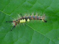 Raupe vom Orgyia antiqua, Kleiner Bürstenspinner