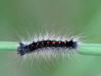Raupe vom Schwammspinner, Lymantria dispar