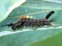 Orgyia antiqua, Kleiner Bürstenspinner