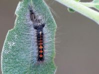 Raupe vom Schwammspinner, Lymantria dispar