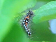 Raupe von Euproctis similis, Schwan