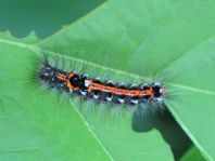 Raupe von Euproctis similis, Schwan
