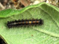 Raupe vom Schwammspinner, Lymantria dispar