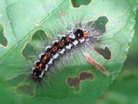 Raupe von Euproctis similis, Schwan