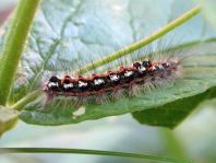 Raupe von Euproctis similis, Schwan